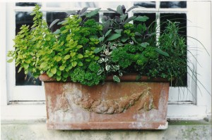 PHOTO 56 herb planter