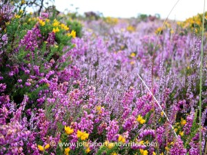 c4098-heather2b52b2b2bcopyright