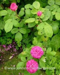 Rosa 'De Resht' (2)   copyright