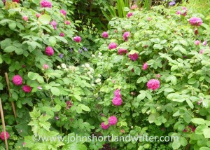 Rosa 'De Resht' (3)   copyright