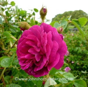 Rosa 'de Resht'   copyright