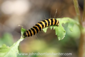 Cinnabar Moth Caterpillar