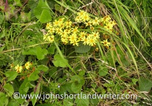 Ragwort flowers 