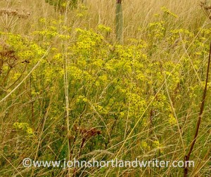 Ragwort