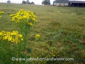 Ragwort and horses - not a good combination