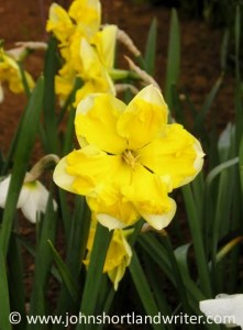 Narcissus 'Chanterelle'