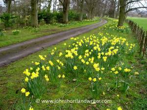 Naturalised Daffodils (3)   copyright