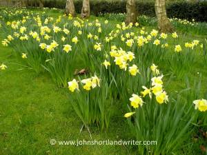 Naturalised Daffodils   copyright