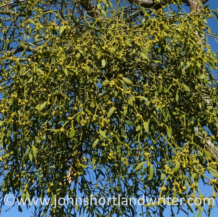 Mistletoe (5)   copyright.jpg