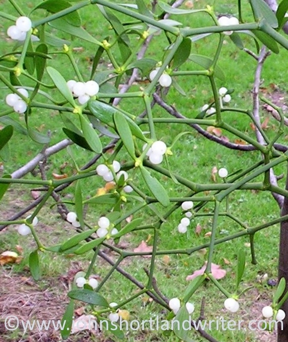 Mistletoe (7)  copyright