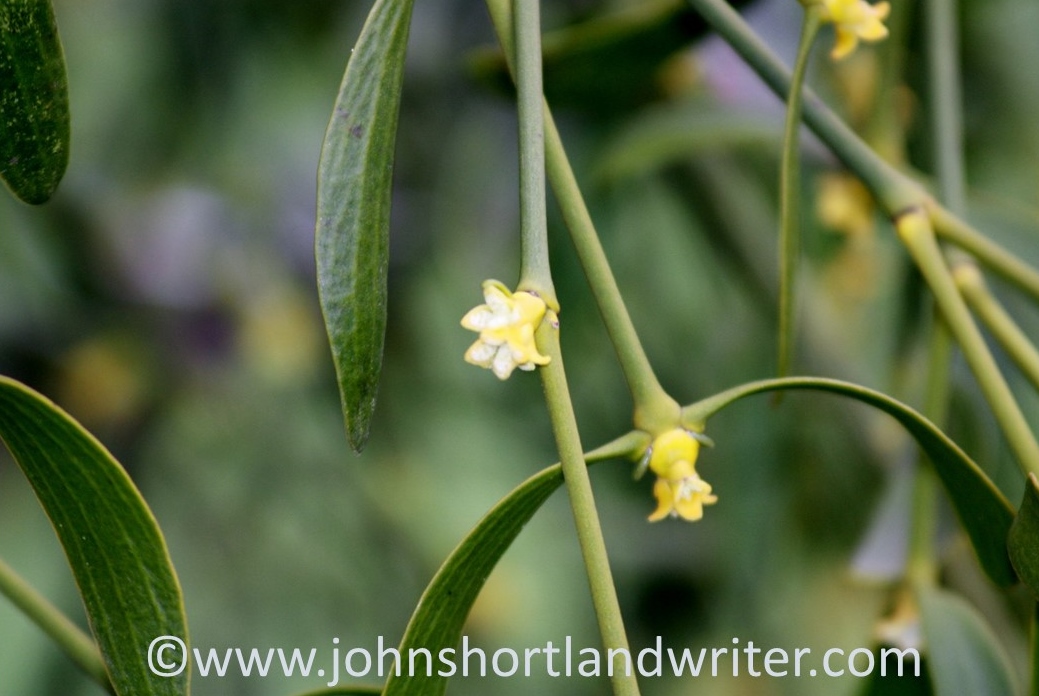 Mistletoe flower   copyright.jpg