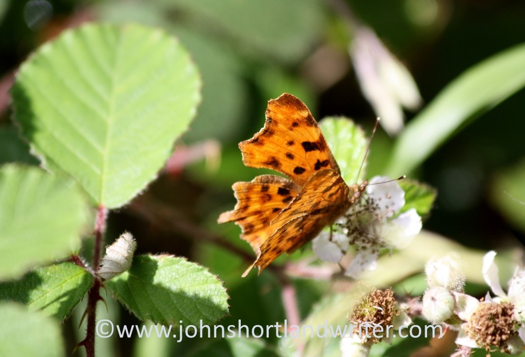 Comma Butterfly (2)   copyright