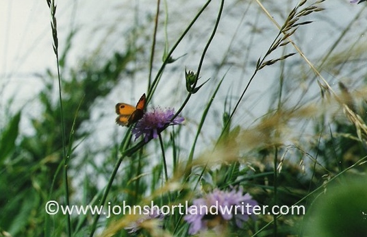 Gatekeeper Butterfly (2)   copyright