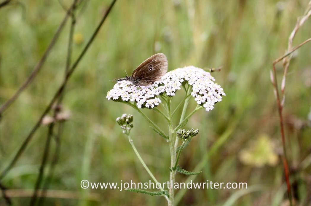 Meadow Brown Butterfly - male   copyright
