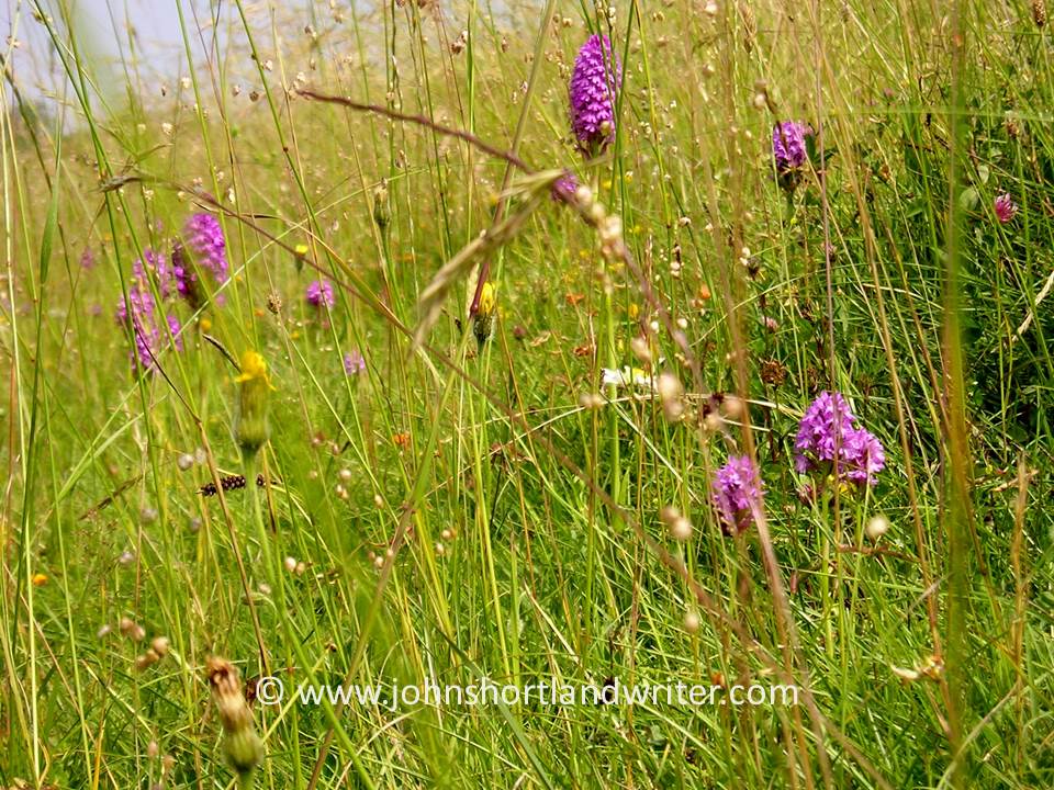Wild Flower Meadow   copyright