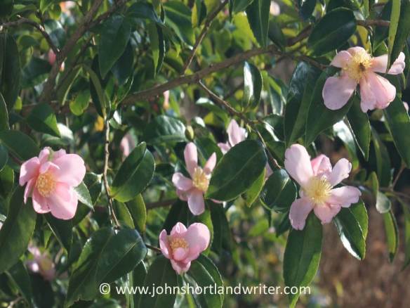 camellia-sasanqua-peach-blossom-copyright