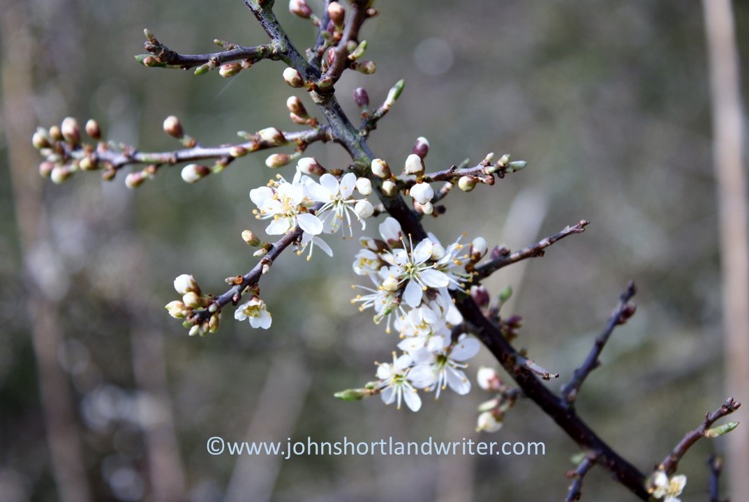 blackthorn-3-copyright