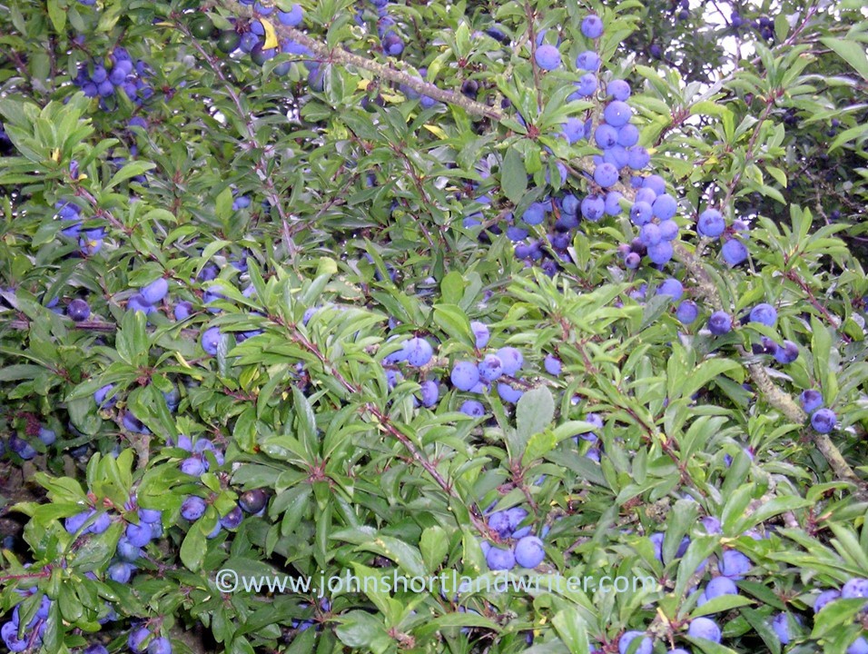 blackthorn-sloes-copyright