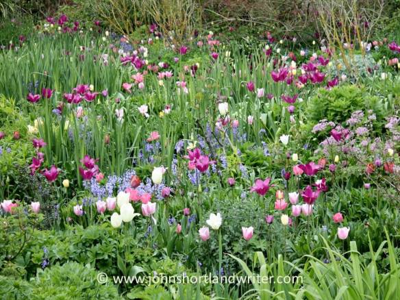 Hidcote - tulips in the Old Garden copyright