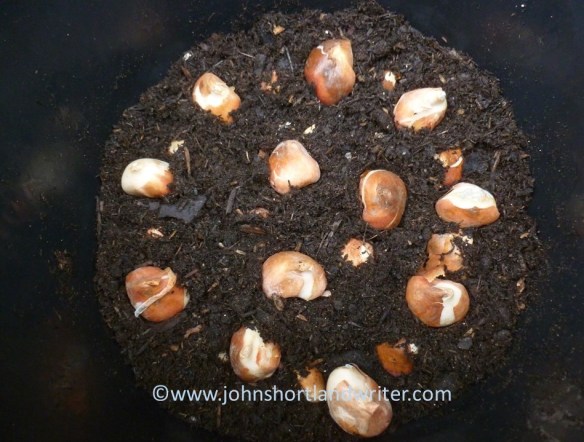 Planting tulips in pots copyright