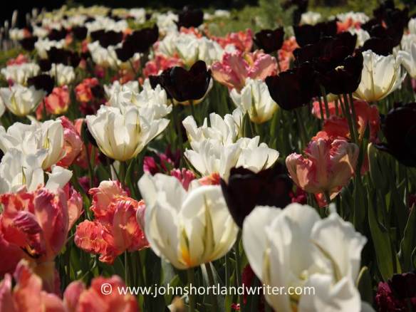 Tulips Lismore Castle copyright