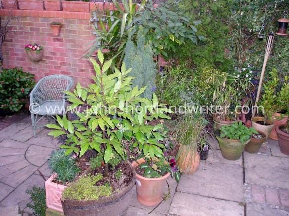 Garden Makeover 3a copyright