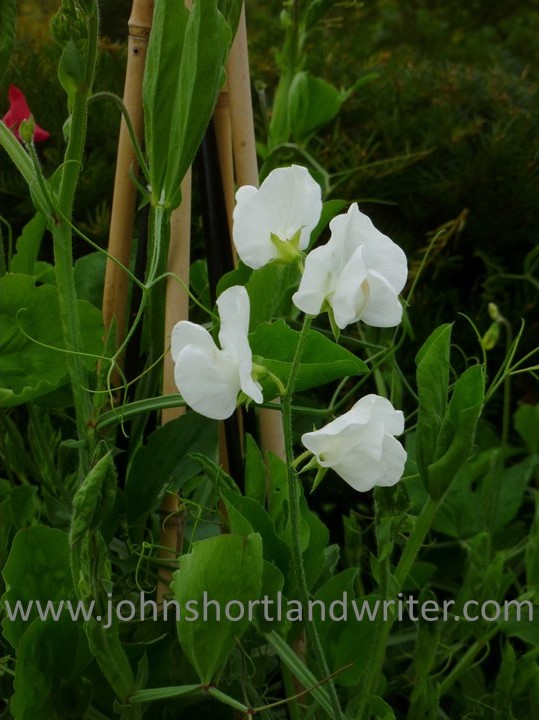 Sweet Pea copyright