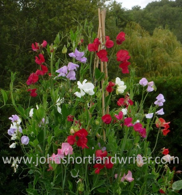 Sweet Peas (3) copyright