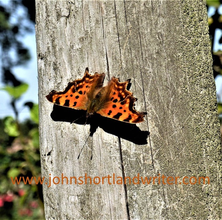Comma Butterfly (4) watermark