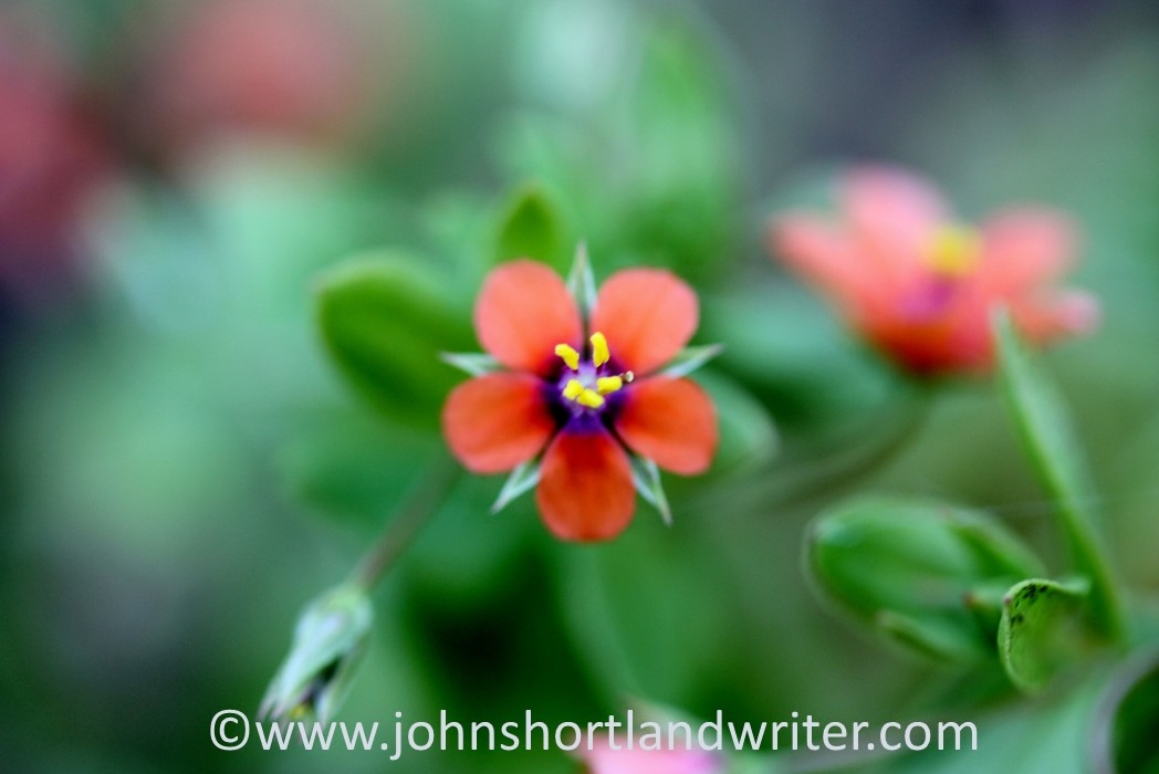 Scarlet Pimpernel (2) copyright