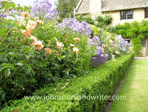 Apricot &amp; Blue watermark