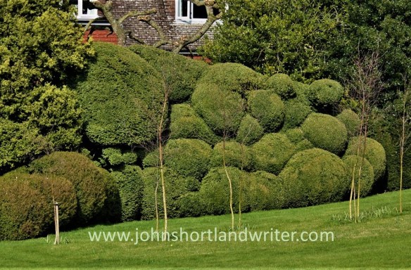 Box Cloud Topiary watermark