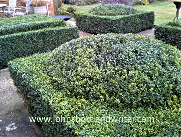 Box hedge Clipping (10) Year 2 watermark