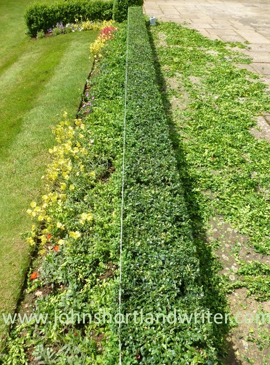 Box Hedge Clipping (2) watermark