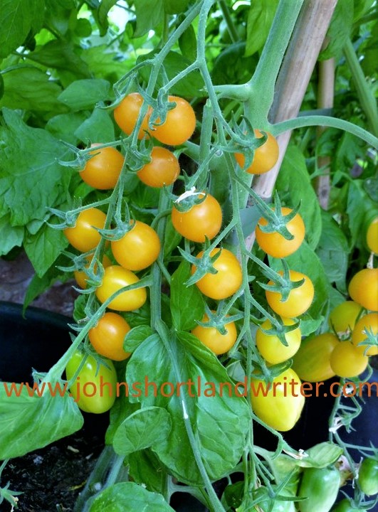 Tomato 'Golden Sweet' watermark