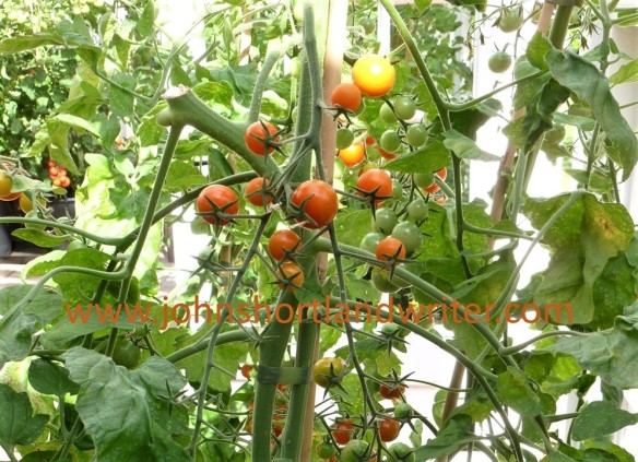 Tomato 'Sungold' watermark