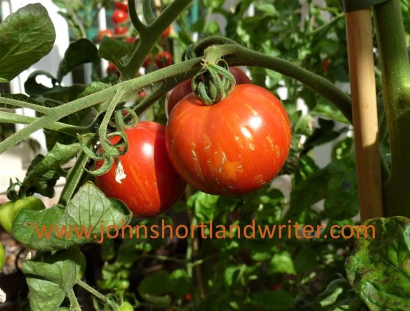 Tomato 'Tigerella' watermark