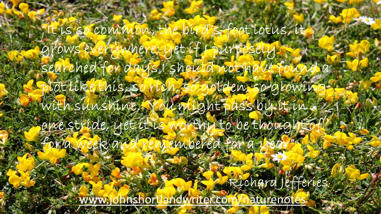 bird's-foot trefoil - rj