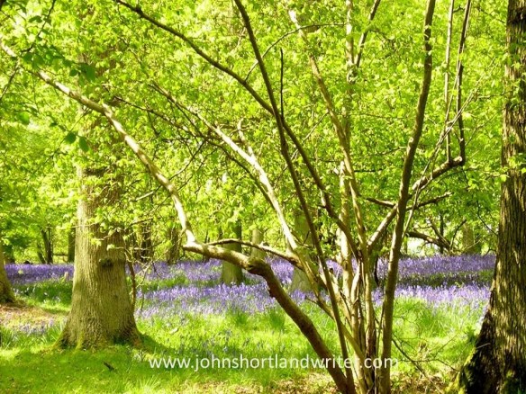 Chilterns Beechwood copyright