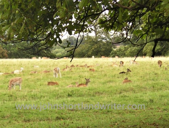Fallow Deer watermark