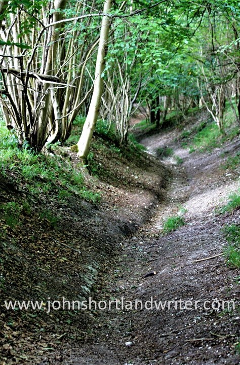 Woodland Track (2) watermark