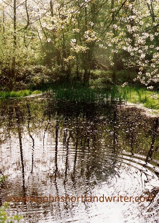 Ibstone Common (2) copyright