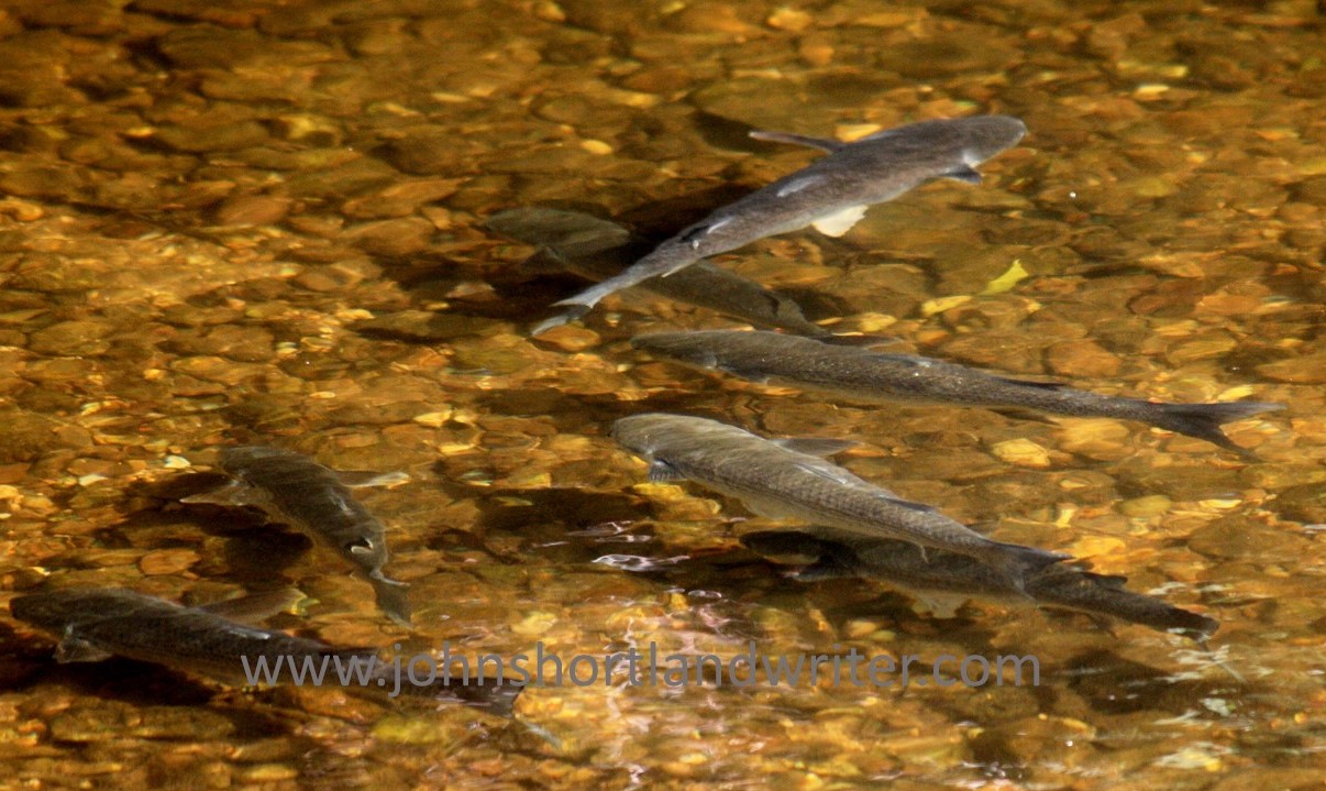 Trout x 5 watermark