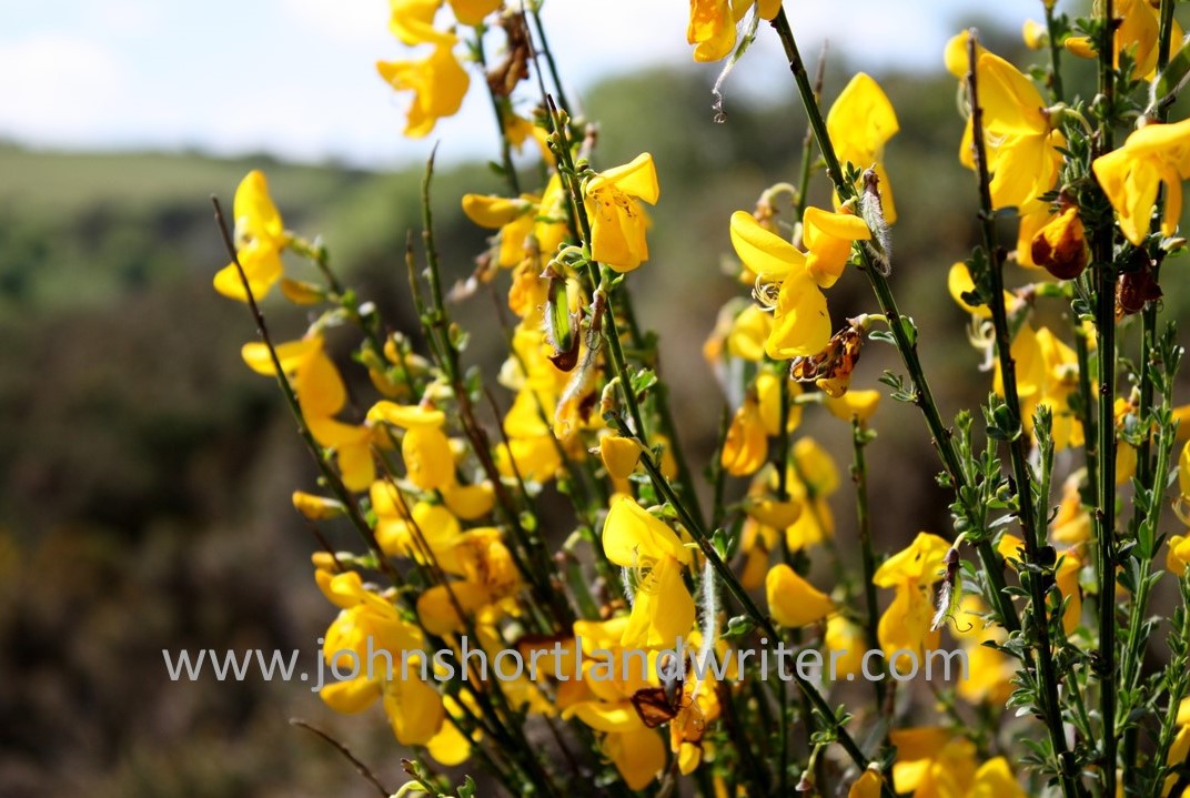 Broom watermark
