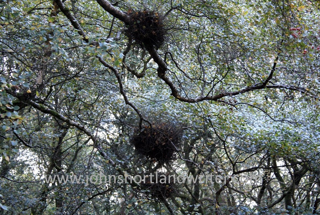 Witches Brooms watermark