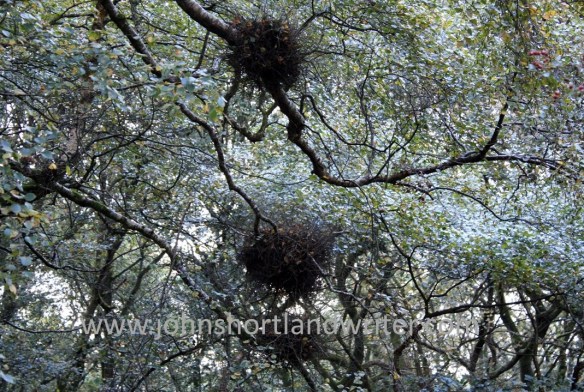 Witches Brooms watermark