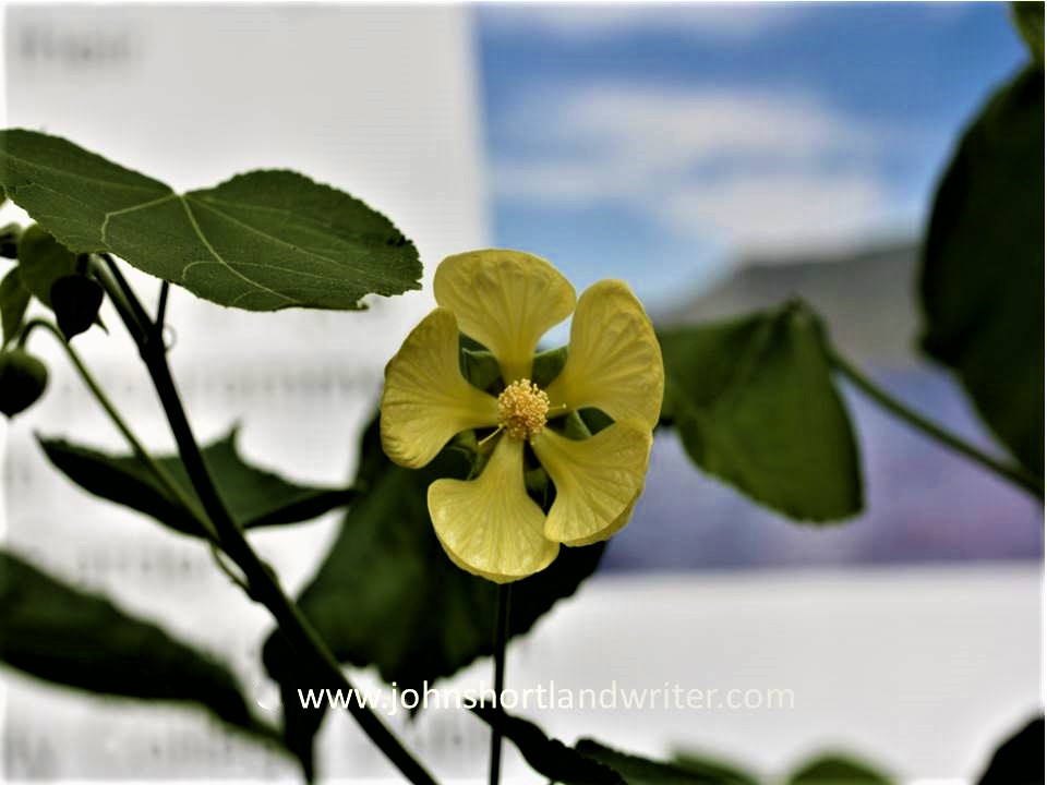 Abutilon pitcairnense copyright