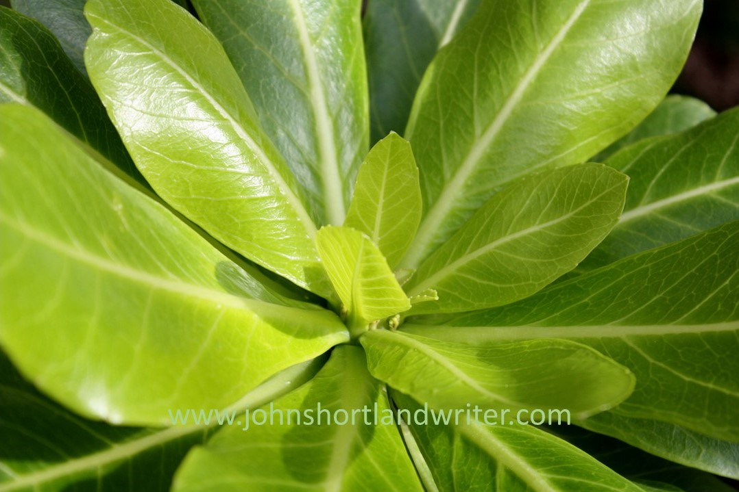 Brighamia insignis (3) watermark
