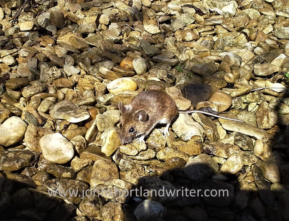 Field Mouse watermark
