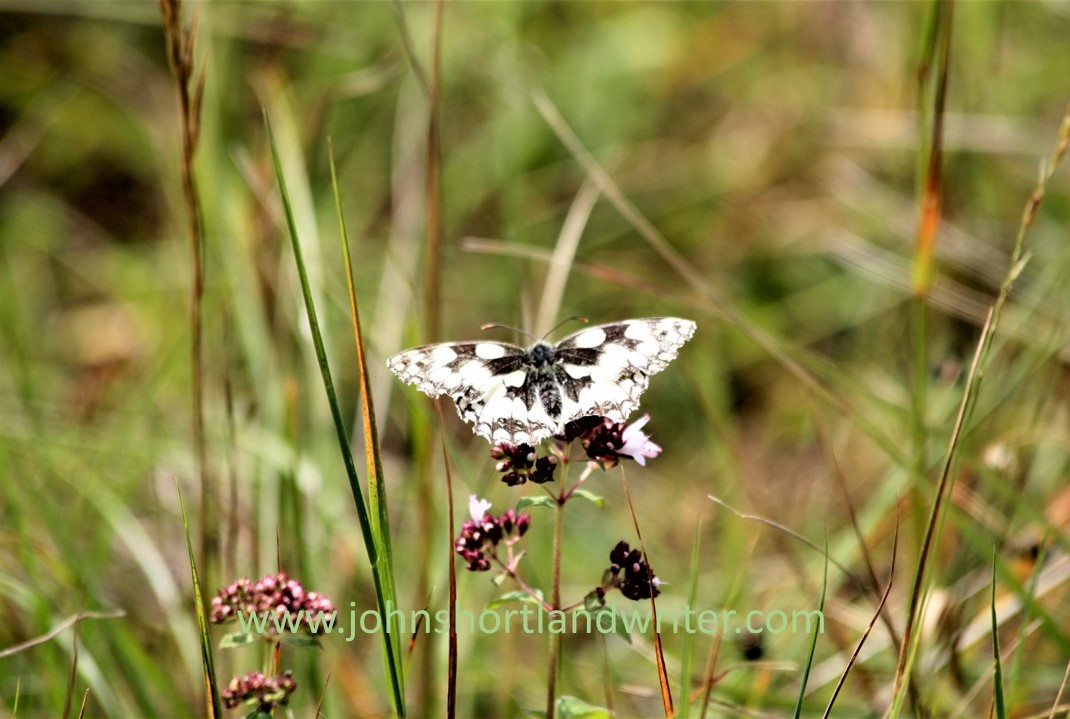Marbled White Butterfly (2) watermark